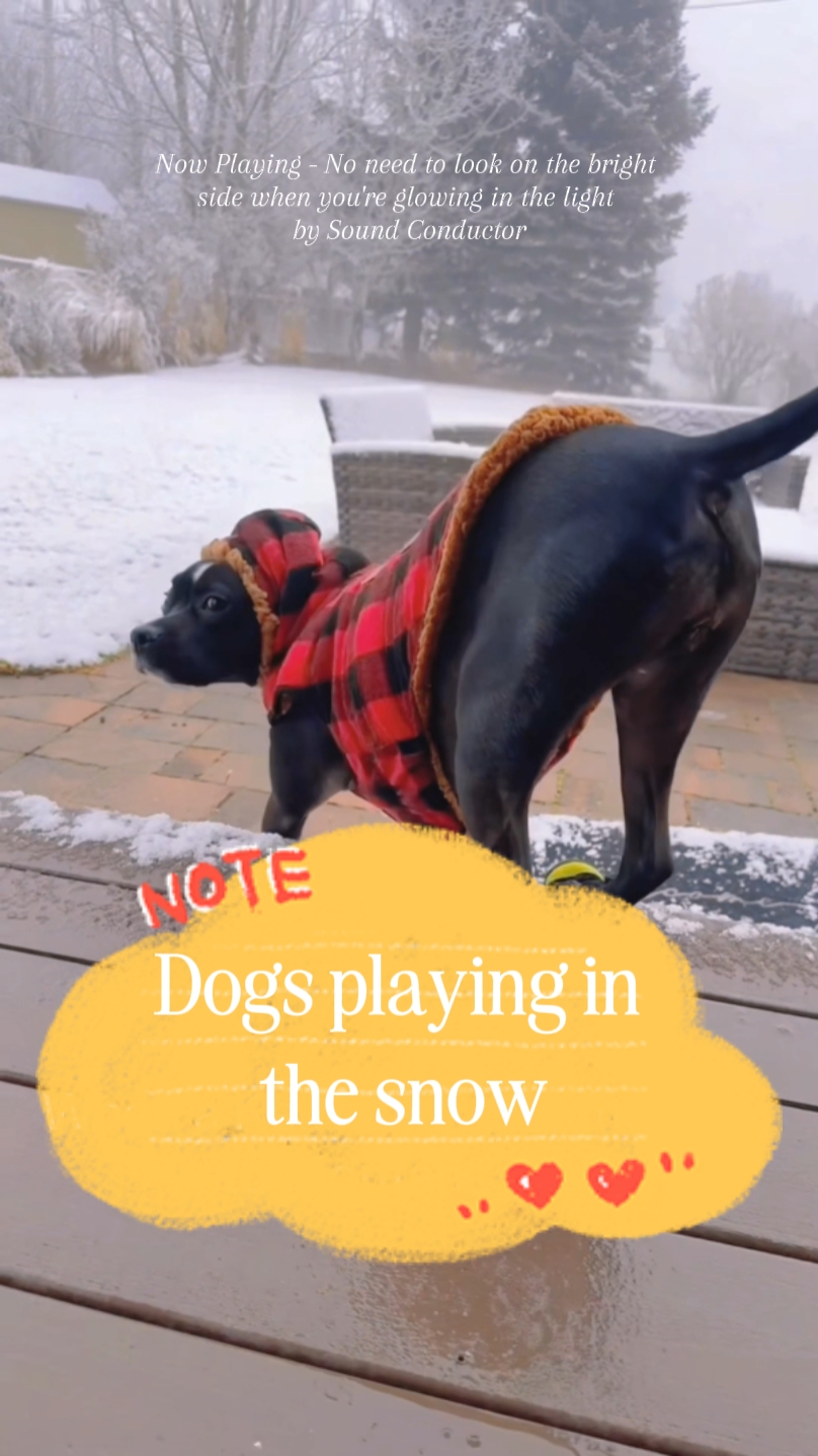 Hunde im Schnee