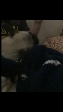 Yoda, Frenchie, Pug!