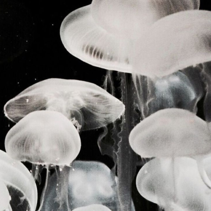 𝗦𝖾𝗆 𝗏𝗈𝖼𝖾̂ ?