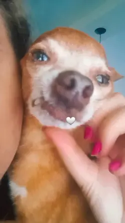 Amor/animais 