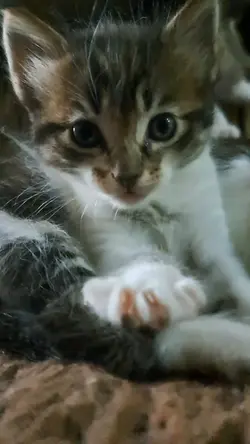 Gato gatinho
