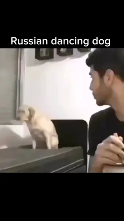 Russian dancing dog 