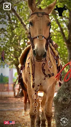 Lambari da corredeir