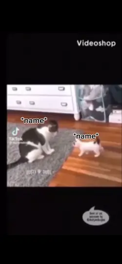 Cat videos AGAIN