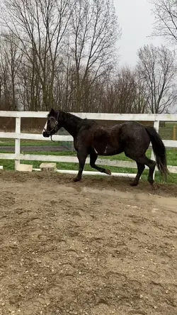 Lunging in the rain>