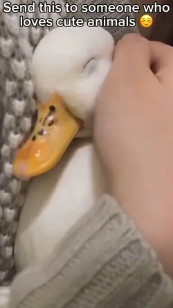 Cute Duck 