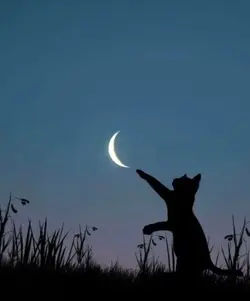 ★ I watch the moon ★