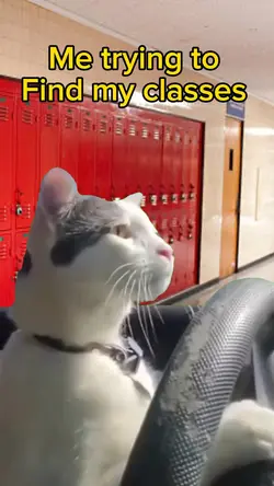 Cat driving in schoo