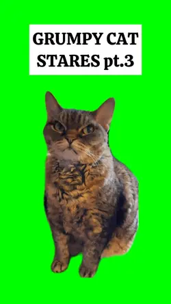 GRUMPY CAT STARES