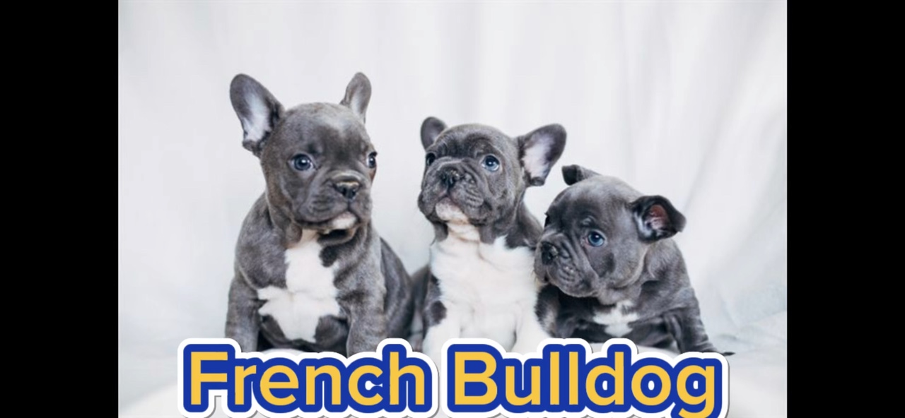 Bouledogues français