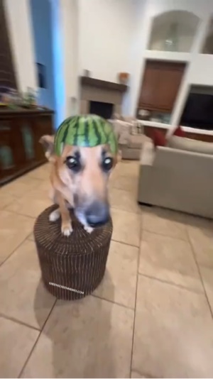 Meme de perro giratorio 