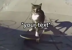 Skateboarding cat
