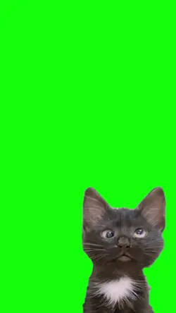 gato hã