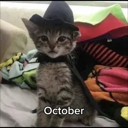 Your Month Your Cat!