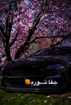 شیاسته جاپانی