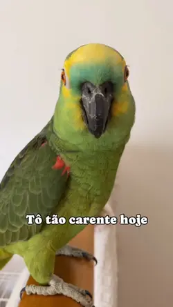papagaio pix 