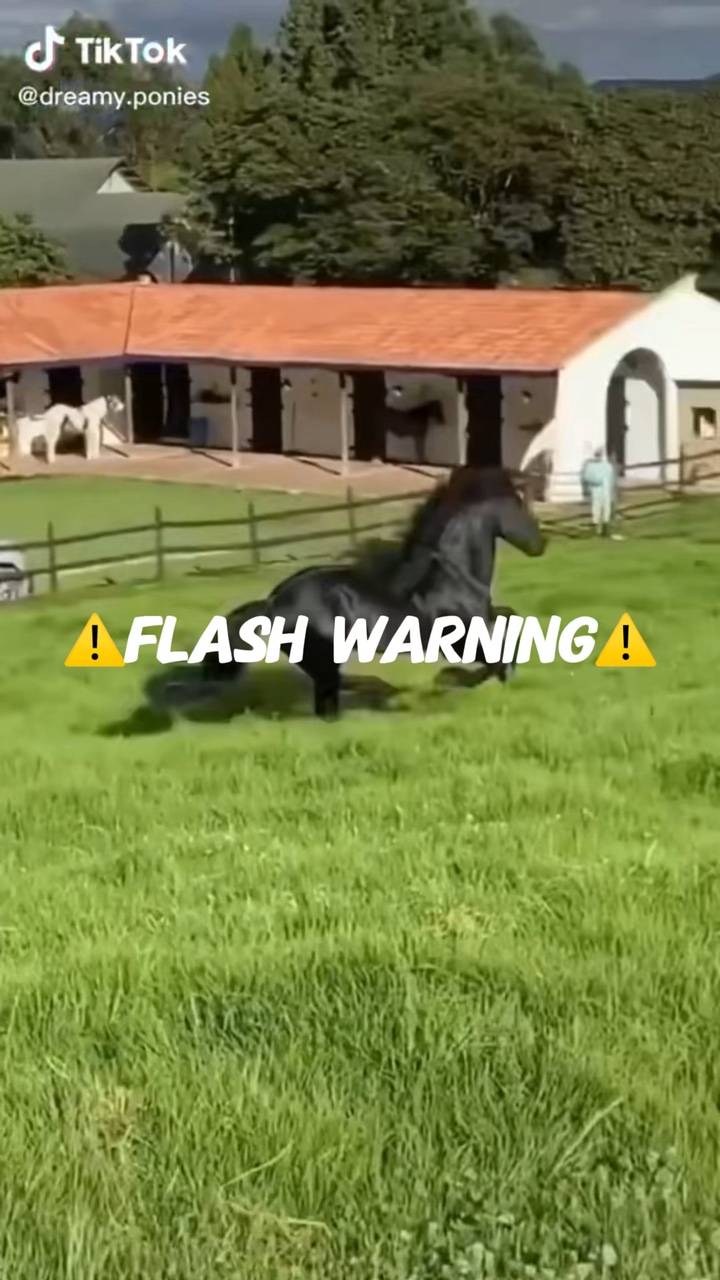 Cavalo editar 