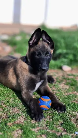 LC // Before + After