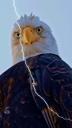 águia 