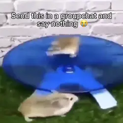 Hamster meme