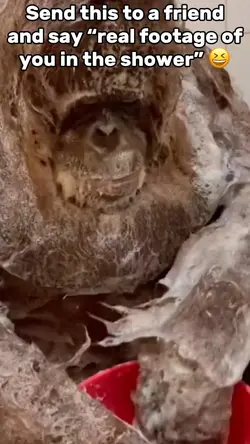 Monkey Shower