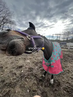 AI HORSE⚠️ my favvv