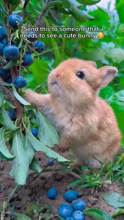 Bunny blueberries