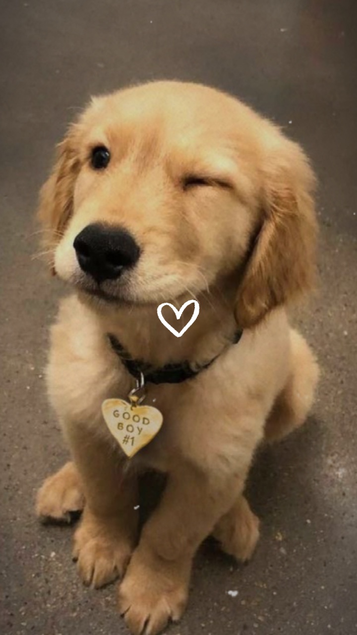IHR HAUSTIER ❤️‍🩹