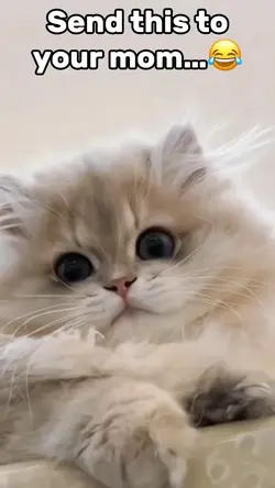 Cute Cats