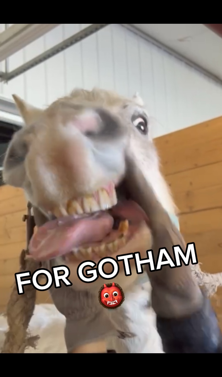 PARA GOTHAM