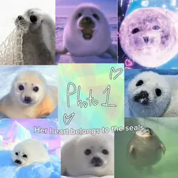 Seals 
