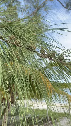 Canção da natureza 