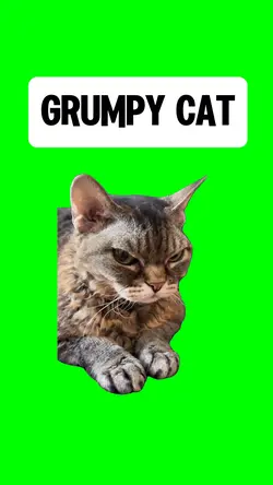 GRUMPY CAT