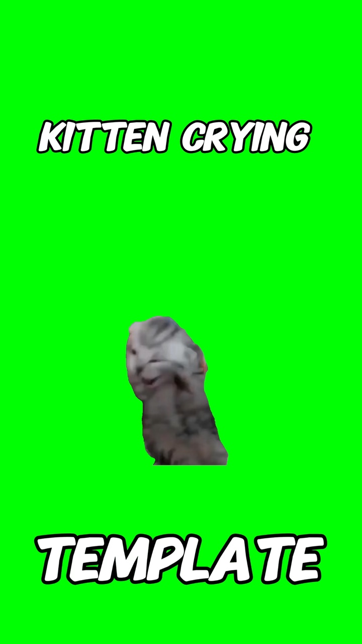Anak kucing menangis 