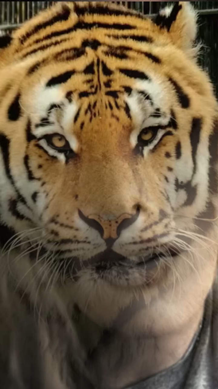 Lion effect 