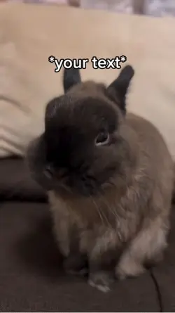Bunny screaming
