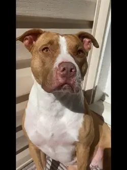 We are PUPPIES 🐶🥺