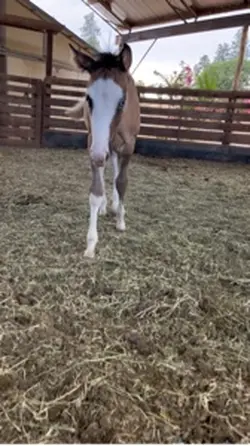 Small edit of Willow