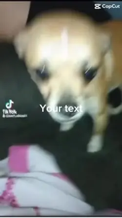 U want the cheese-it