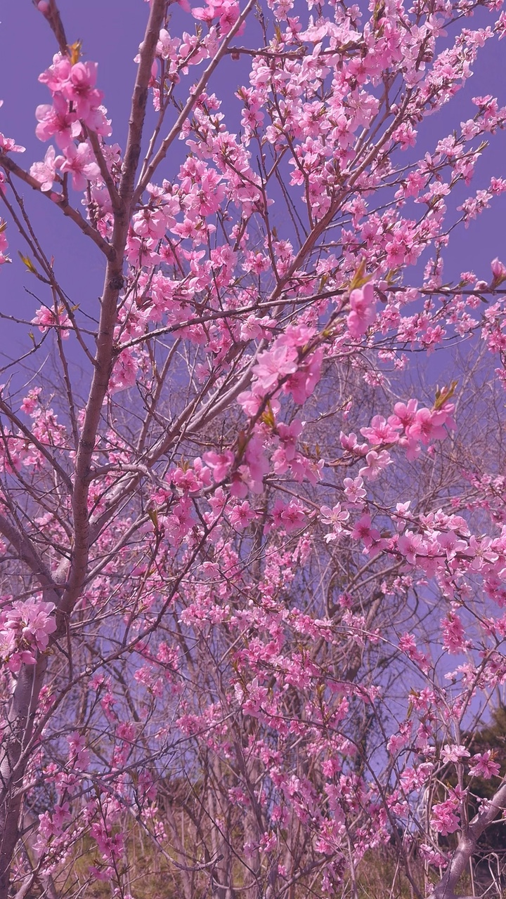 벚꽃 🌸 