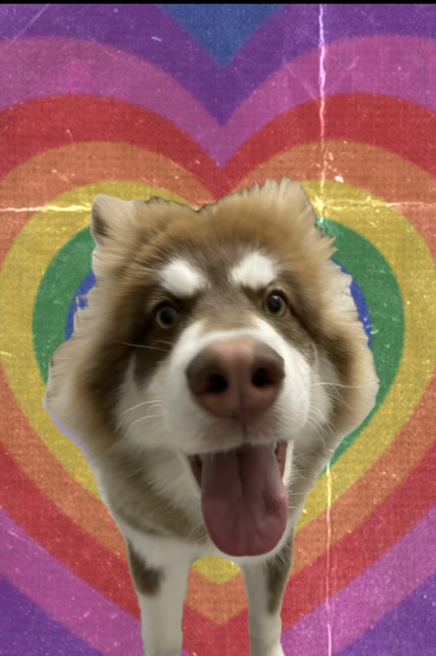 Pets dog