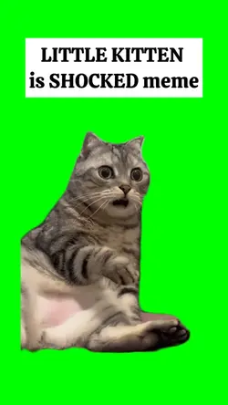 LITTLE KITTEN SHOCK