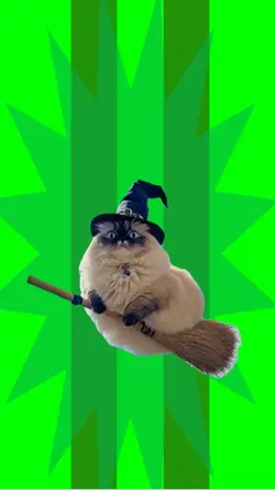 Cat on a broom