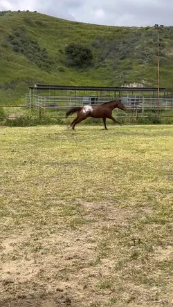 Speedy Diego haha