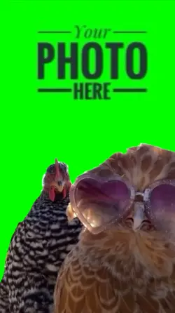 Chickens Meme