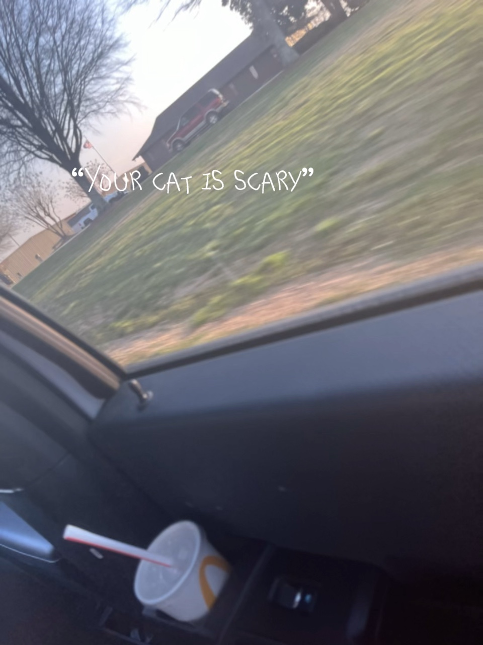 Meu gato???