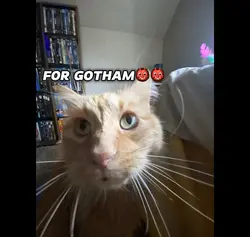 FOR GOTHAM🦇🌃