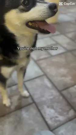 Dum dum dum