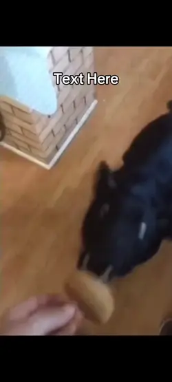 dog eating