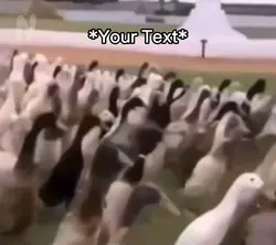 Ducks Marching Meme🤣